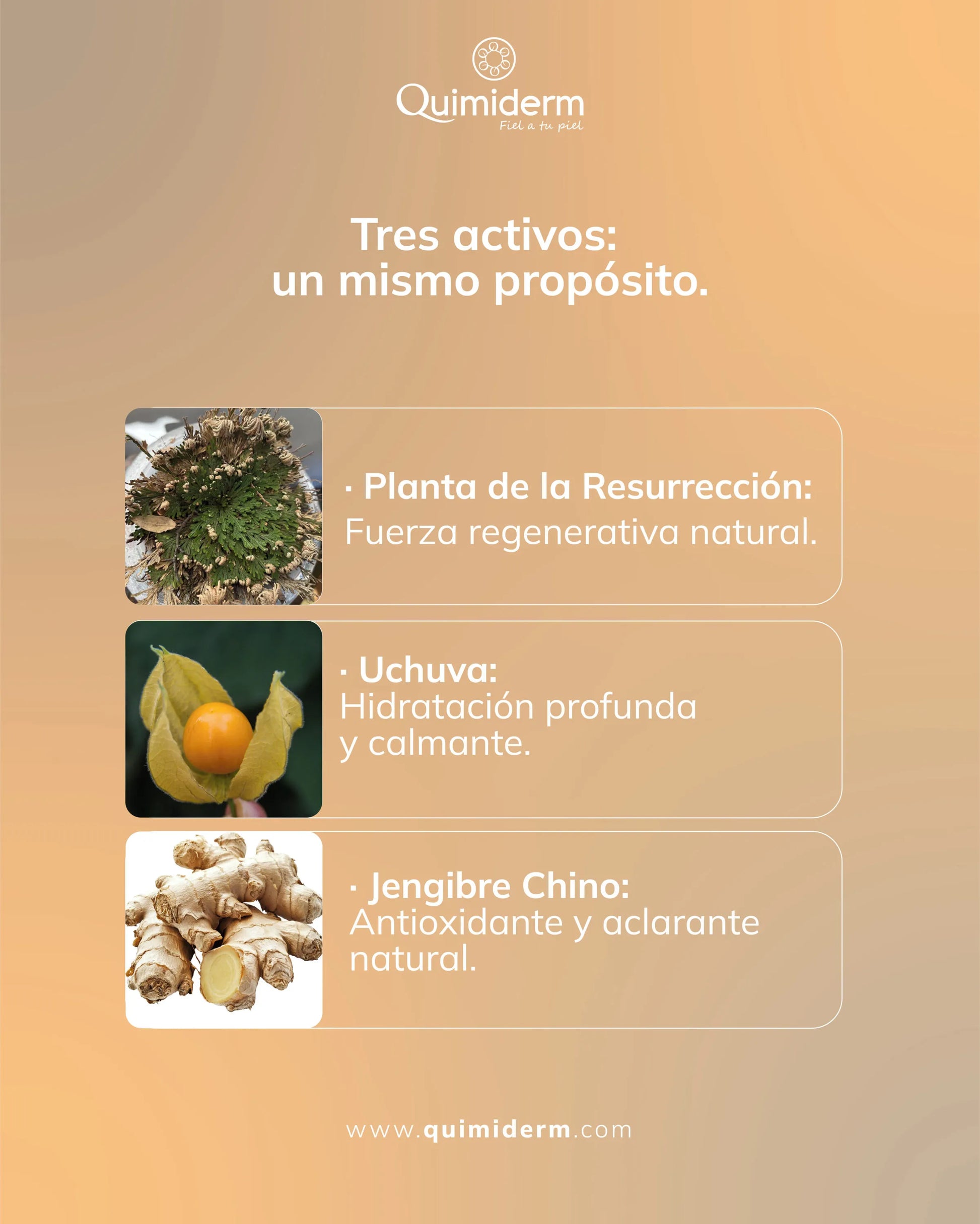 Tienda Piel